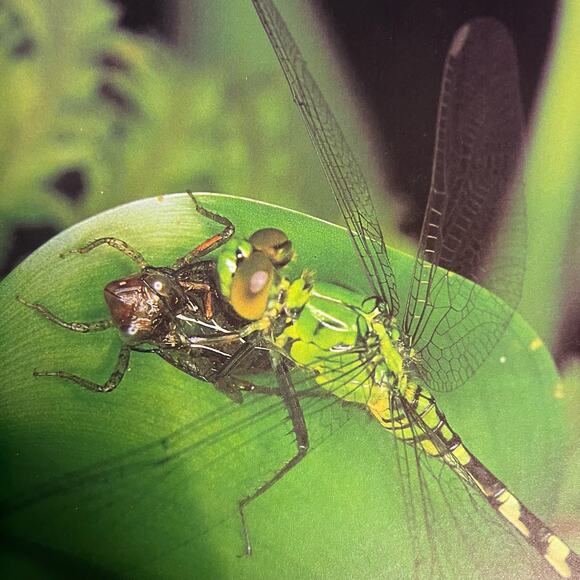 Life on Earth: A Natural History - Book by David Attenborough - Picture 7 of 8